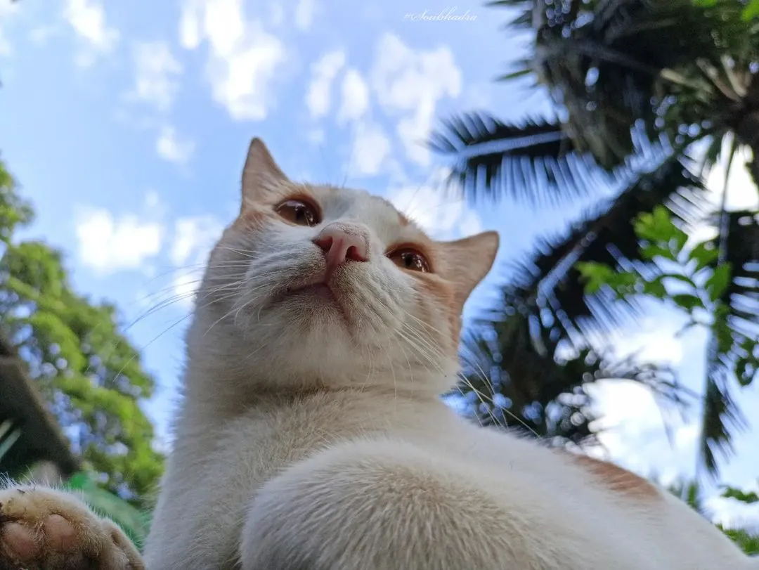 Image of a cat from Instagram
