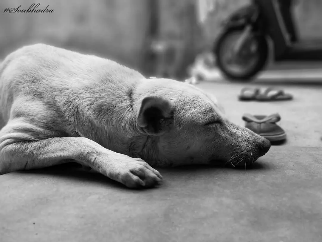 Image of a sleeping dog from Instagram